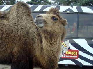 Der Safaripark Beekse Bergen in Belgien
