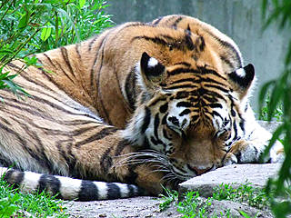 Allwetterzoo Münster