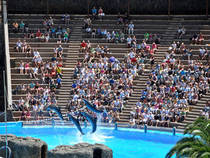 Delfinshow: