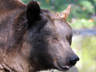 Wildpark Bad Mergentheim