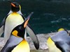 Zoo Wuppertal: Tiere neben der Schwebebahn
