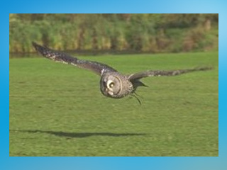 The International Centre for Birds of Prey