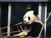 Ein Panda beim Futtern © AdamAxon