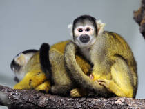 © Zoo Zürich, Cordula Galeffi