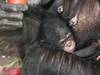 Erster Zoonachwuchs 2014 bei den Schimpansen