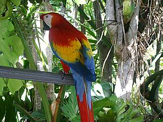 Papagei in Jungle Island. © mhowry