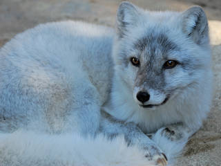 Denver Zoological Gardens