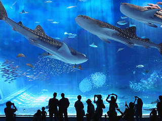 Okinawa Churaumi Aquarium © Okinawa Churaumi Aquarium