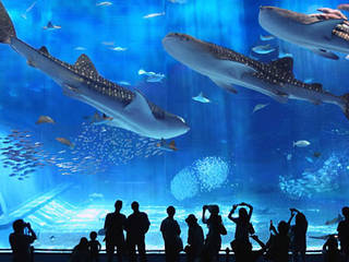 Okinawa Churaumi Aquarium