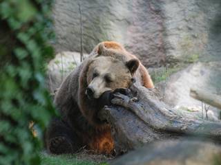 Bioparco Zoologico di Roma