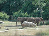 Elefanten im Nashville Zoo. © MrMedia