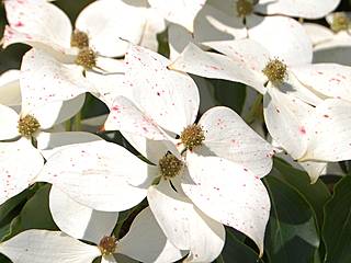 Coastal Maine Botanical Gardens