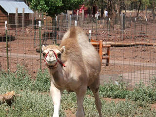 Grand Canyon Deer Farm