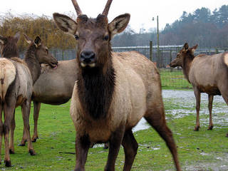 Olympic Game Farm