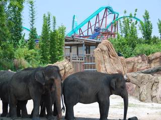 Busch Gardens in Tampa, Florida