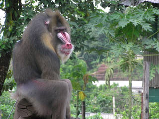 Limbe Wildlife Centre