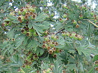 Arboretet i Hørsholm