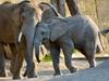 Schönbrunn - Elefant Tuluba feiert Geburtstag
