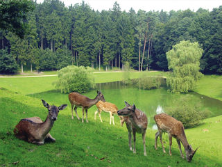 Wildpark Schwarze Berge