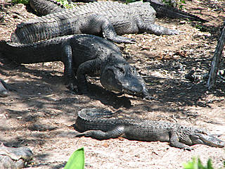 The St. Augustine Alligator Farm