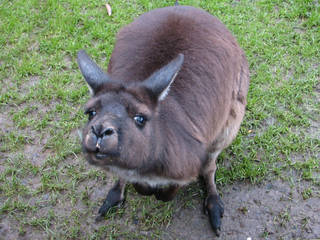 Ballarat Wildlife Park