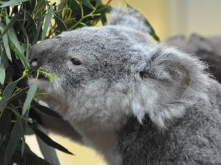 Kyabram Fauna Park