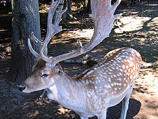 Oaklawn Farm Zoo