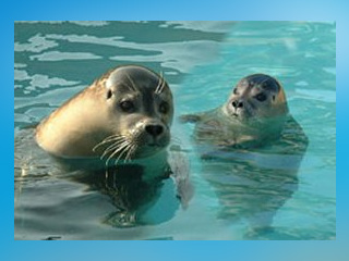 Natureland Seal Sanctuary