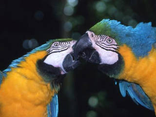 Rainforest Pyramid At The Moody Gardens Tierpark In Galveston