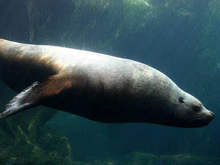 Alaska SeaLife Center