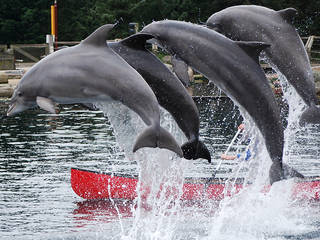 Dolfinarium Harderwijk © Mike