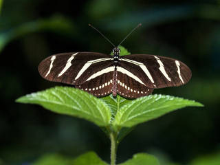 The Butterfly Place