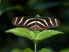 Heliconius charitonia at the Butterfly Place © Muffet