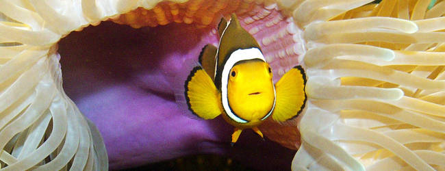 Clownfisch in Anemone © Sea Life Königswinter