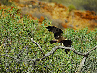 Alice Springs Desert Park