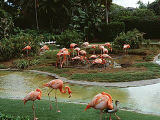 Honolulu Zoo