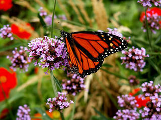 The Butterfly House