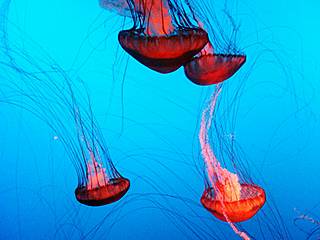 New York Aquarium