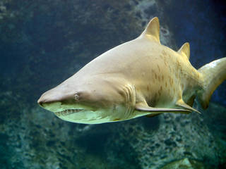 Greater Cleveland Aquarium