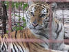 Tiger im Big Cat Rescue. © CrackleCaracal