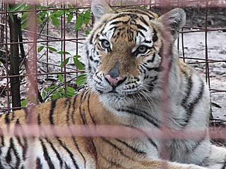 Big Cat Rescue