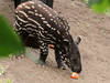 Zoo Leipzig - Tapirjungtier heißt Baru