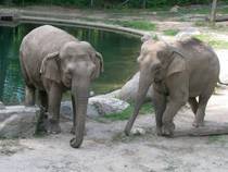 Elefanten im Bronx Zoo. © edenpictures