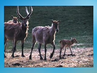 Tierpark Rosegg