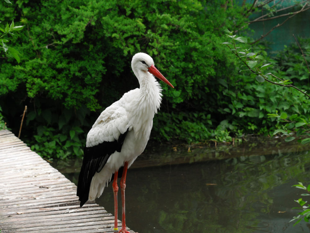 Vogelpark Olching