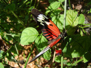 Butterfly World