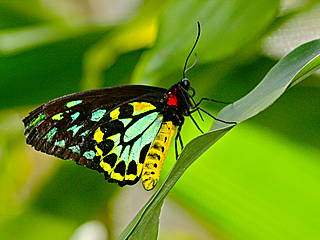 Australian Butterfly Sanctuary