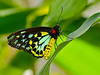 Schmetterling im Australian Butterfly Sanctuary, Kuranda. © Kyle Taylor, Dream It. Do It. World Tour