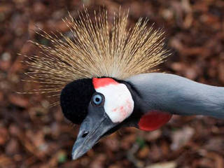 Vogelpark Viernheim