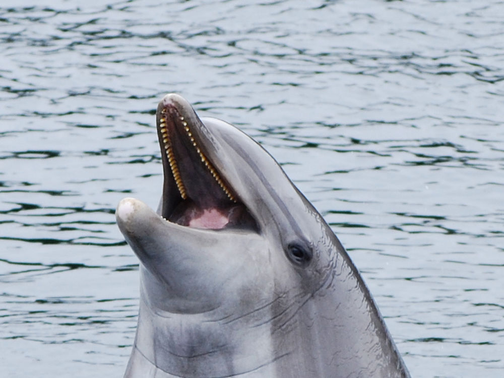 Dolfinarium Harderwijk